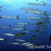 barracuda_blackfin_ycor_h_0040_yap0867.jpg
